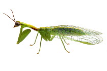 Green Mantisfly (Zeugomantispa minuta), Solon Dixon Forestry Education Center, Alabama