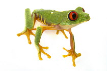 Red-eyed Tree Frog (Agalychnis callidryas), Belize