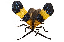 Net-winged Beetle (Calopteron bifasciatum) in defensive posture, Belize