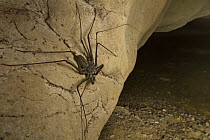 Amblypygid (Paraphrynus sp) in cave, Belize