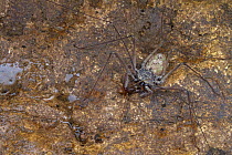 Amblypygid (Paraphrynus sp) feeding on Spider Cricket (Mayagryllus apterus) prey in cave, Belize