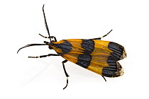 Moth (Correbidia sp), mimic of Net-winged Beetle (Calopteron bifasciatum), Belize