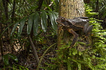 Campbell's Forest Toad (Incilius campbelli) in rainforest, Belize