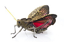 Lubber Grasshopper (Taeniopoda gutturosa) in defensive posture, Belize