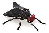 Signal Fly (Bromophila caffra), Gorongosa National Park, Mozambique