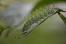 Grecian Shoemaker (Catonephele numilia) caterpillar, Monteverde Cloud Forest Reserve, Costa Rica