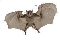 Egyptian Fruit Bat (Rousettus aegyptiacus) flying, Gorongosa National Park, Mozambique
