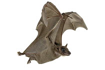 Egyptian Fruit Bat (Rousettus aegyptiacus) flying, Gorongosa National Park, Mozambique