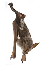 Striped Leaf-nosed Bat (Hipposideros vittatus) roosting, Gorongosa National Park, Mozambique