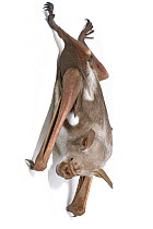 Striped Leaf-nosed Bat (Hipposideros vittatus) roosting, Gorongosa National Park, Mozambique