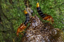 Rove Beetle (Nordus sp) pair in courtship display, Sierra Nevada de Santa Marta, Colombia