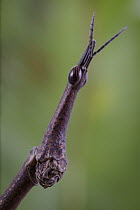 Grasshopper (Prosarthria sp), Sierra Nevada de Santa Marta, Colombia