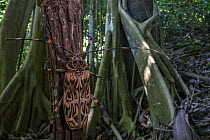 Harlequin Beetle (Acrocinus longimanus) in rainforest, Tayrona National Natural Park, Colombia