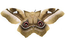 Giant Emperor Moth (Pseudimbrasia deyrollei), Gorongosa National Park, Mozambique