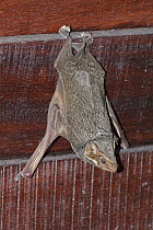 Mauritian Tomb Bat (Taphozous mauritianus) roosting, Gorongosa National Park, Mozambique