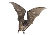 Silky Short-tailed Bat (Carollia brevicauda) flying, La Selva Biological Reserve, Costa Rica