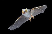 Honduran White Bat (Ectophylla alba) flying, La Selva Biological Reserve, Costa Rica