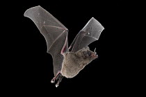 Commissaris's Long-tongued Bat (Glossophaga commissarisi) flying, Costa Rica