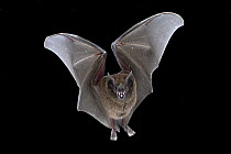 Chestnut Short-tailed Bat (Carollia castanea) flying, La Selva Biological Reserve, Costa Rica