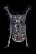 Greater Sac-winged Bat (Saccopteryx bilineata) roosting, La Selva Biological Reserve, Costa Rica