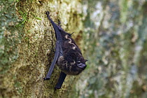 Greater Sac-winged Bat (Saccopteryx bilineata) roosting, La Selva Biological Reserve, Costa Rica
