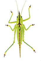 Katydid (Copiphora cochleata), Costa Rica