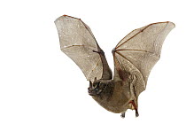 Toltec Fruit-eating Bat (Artibeus toltecus) flying, Monteverde Cloud Forest Reserve, Costa Rica