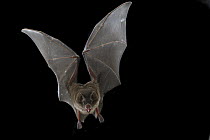 Silky Short-tailed Bat (Carollia brevicauda) flying, Monteverde Cloud Forest Reserve, Costa Rica