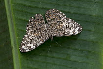 Gray Cracker (Hamadryas februa) butterfly, Monteverde Cloud Forest Reserve, Costa Rica
