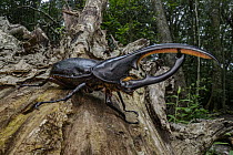 Hercules Scarab Beetle (Dynastes hercules) in rainforest, Monteverde Cloud Forest Reserve, Costa Rica