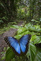 Helenor Morpho (Morpho helenor) butterfly in rainforest, Monteverde Cloud Forest Reserve, Costa Rica