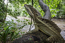 Jesus Christ Lizard (Basiliscus basiliscus), Carara National Park, Costa Rica