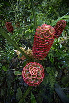 Ginger (Zingiber spectabile) flowers, San Vito, Costa Rica