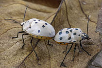 Shield-backed Bug (Augocoris gomesii) pair mating, Carara National Park, Costa Rica