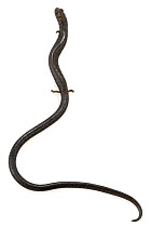 Salamander (Oedipina pacificensis), Carara National Park, Costa Rica