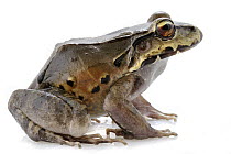 Savage's Thin-toed Frog (Leptodactylus savagei), Carara National Park, Costa Rica