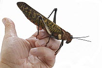 Grasshopper (Tropidacris cristata) on hand, Costa Rica
