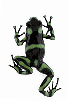 Green And Black Poison Dart Frog (Dendrobates auratus), Carara National Park, Costa Rica