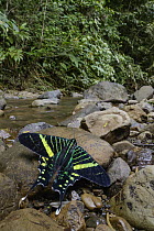 Green Urania (Urania fulgens) butterfly along creek, Carara National Park, Costa Rica