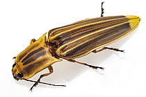 Click Beetle (Semiotus ligneus), Costa Rica