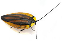 Beautiful Day Cockroach (Paratropes bilunata), Costa Rica