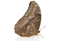 Morpho Butterfly (Morpho menelaus), Costa Rica