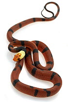 Banded Tree Snake (Tripanurgos compressus), Costa Rica