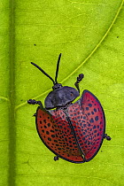 Leaf Beetle (Eugenysa colombiana), Costa Rica