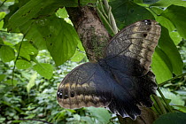 Owl Butterfly (Caligo memnon), Costa Rica