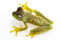Rosenberg's Gladiator Tree Frog (Hypsiboas rosenbergi), Costa Rica