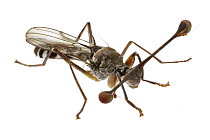 Stalk-eyed Fly (Diasemopsis sp), Gorongosa National Park, Mozambique