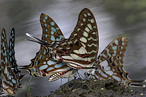 Large Striped Swordtail (Graphium antheus) butterflies, Gorongosa National Park, Mozambique