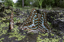 Large Striped Swordtail (Graphium antheus) butterflies at waterhole, Gorongosa National Park, Mozambique