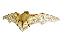 Butterfly Bat (Glauconycteris variegata) flying, Gorongosa National Park, Mozambique